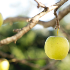 Jus de pommes lundi 7 octobre